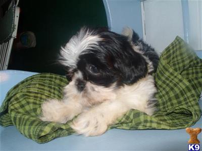 Puppies in WI