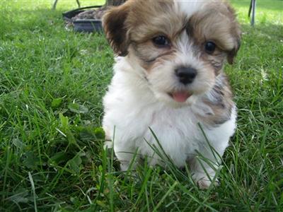 Mixed Breed Puppies for Sale