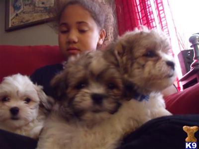 Puppies in WI