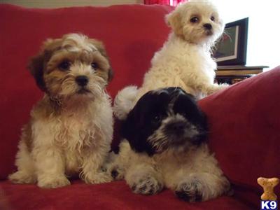 Puppies in WI