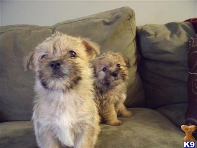 Puppies in WI