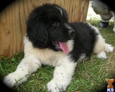 Newfoundland Puppies for Sale