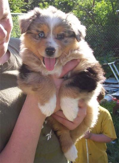 Puppies in ID
