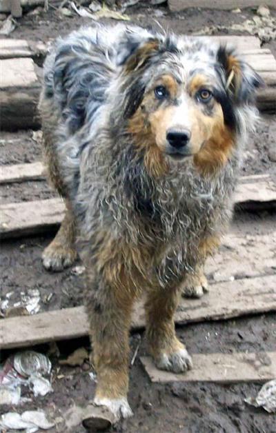 Dogs for Sale in ID
