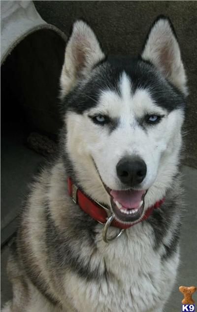 Stud Dogs - Siberian Husky