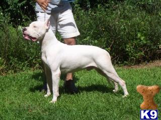 Dogo Argentino Puppies for Sale