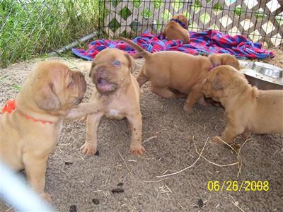 Dogue De Bordeaux Puppies for Sale