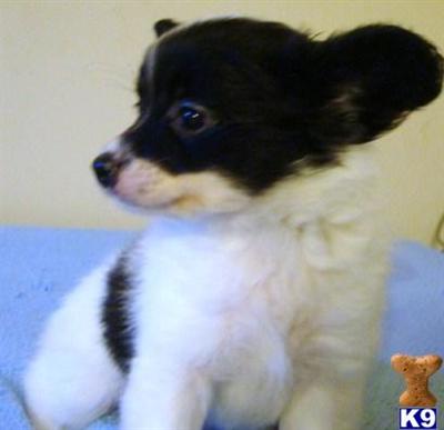 Papillon Puppies for Sale