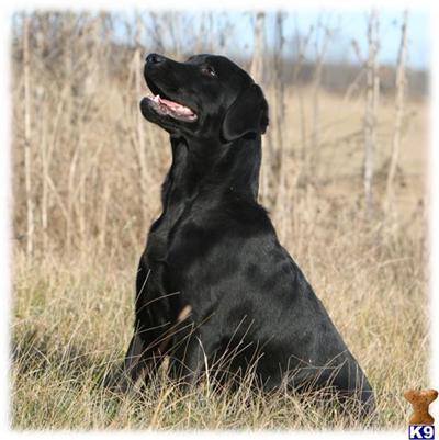 Dogs for Sale in MN