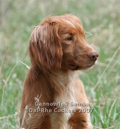 Stud Dogs - English Cocker Spaniel