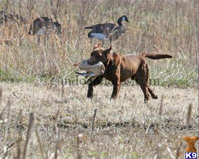 Stud Dogs in OH