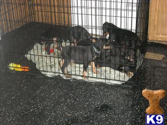 Doberman Pinscher Puppies for Sale
