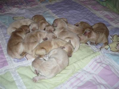 Puppies in AZ