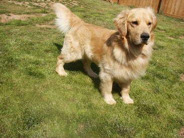 Dogs for Sale in AZ