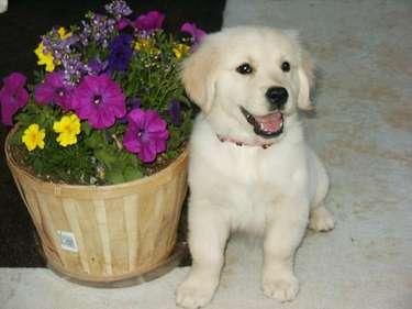 Puppies for Sale