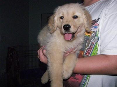 Puppies for Sale