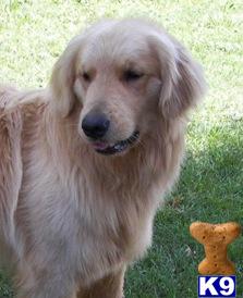 Dogs - Golden Retriever