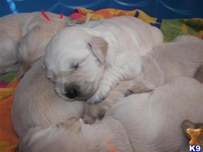 Dogs - Golden Retriever