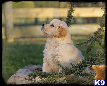 Golden Retriever Puppies for Sale