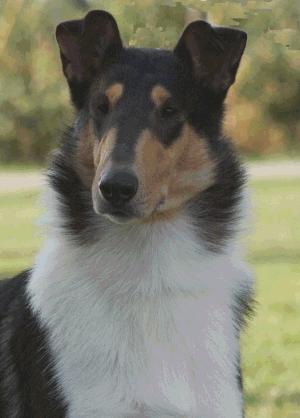 Stud Dogs - Collie