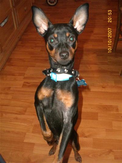 Stud Dogs - Miniature Pinscher
