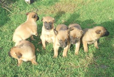 Belgian Malinois Puppies for Sale