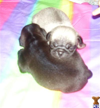 Pug Puppies for Sale