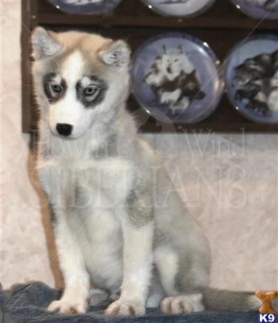 Siberian Husky Puppies for Sale