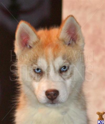 Siberian Husky Puppies for Sale