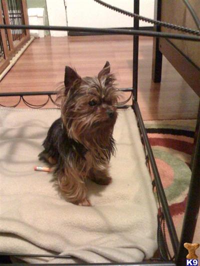 Stud Dogs - Yorkshire Terrier