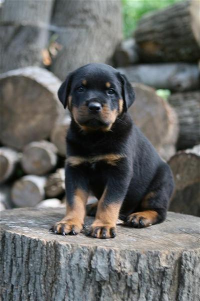 Rottweiler Puppies for Sale