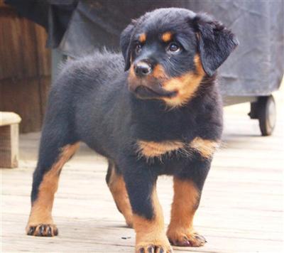 Rottweiler Puppies for Sale