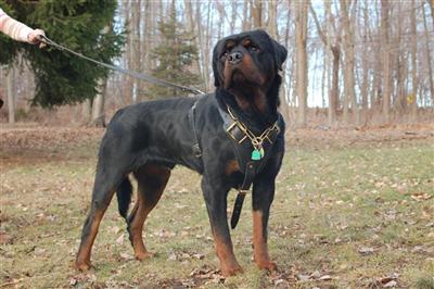 Stud Dogs - Rottweiler