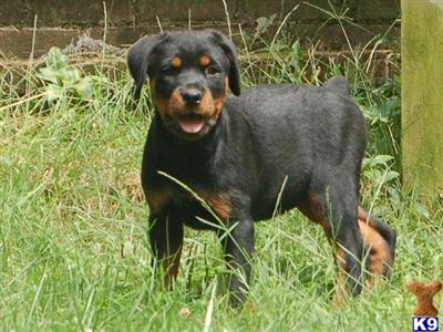 Rottweiler Puppies for Sale