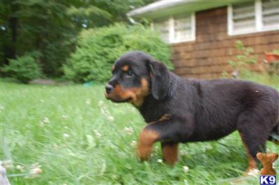 Rottweiler Puppies for Sale