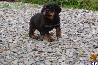 Rottweiler Puppies for Sale