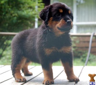 Rottweiler Puppies for Sale
