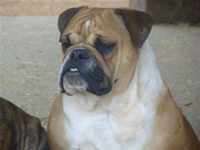 Dogs - English Bulldog