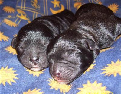 Puppies in VA