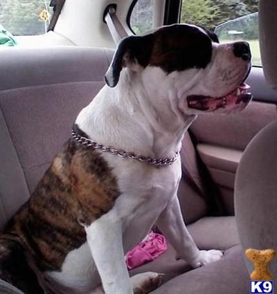 Stud Dogs - Old English Bulldog