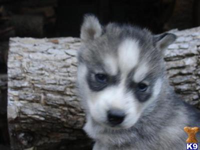 Siberian Husky Puppies for Sale