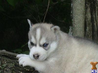 Siberian Husky Puppies for Sale