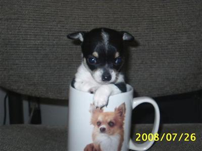 Puppies in ID