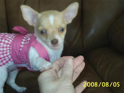 Puppies in ID