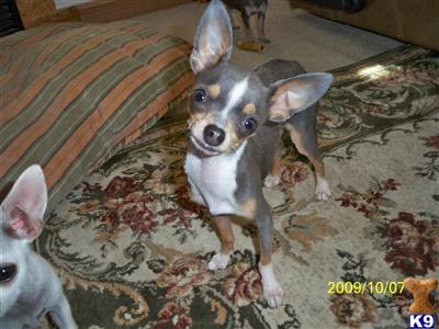 Stud Dogs - Chihuahua