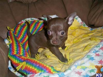 Puppies in ID