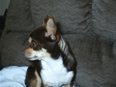 Stud Dogs - Chihuahua
