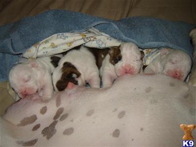 Bulldog Puppies for Sale