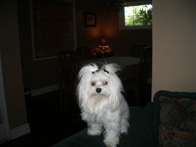 Stud Dogs - Maltese