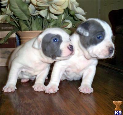 American Pit Bull Puppies in TX